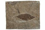 Miocene Fossil Leaf (Meliosma) - Nebraska #262742-1